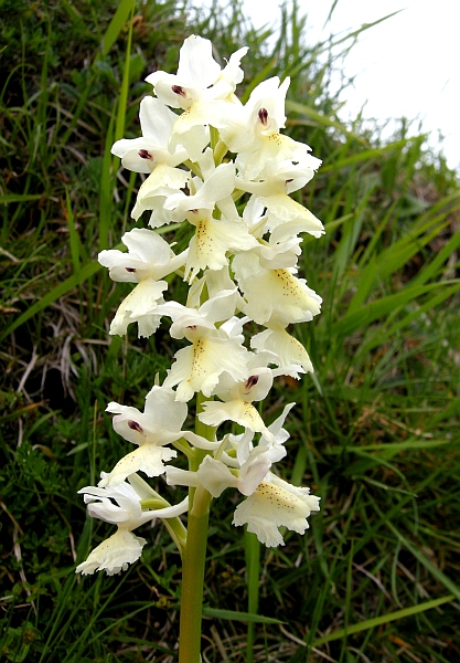 Orchis colemanii - variazioni cromatiche